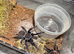 Small list of tarantulas