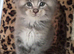 Maine coon pedigree kittens