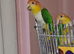 One male and one female Caiques.