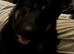 Kc reg fully health Czech gsd