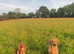 Labrador
