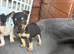 stunning Jack Russell puppies for sale