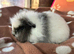 Swiss baby boy guinea pig
