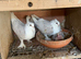 Classic Old Frill - Breeding pairs