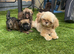 Shihpoo puppies