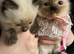 Ragdoll kittens