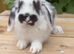 Most gorgeous mini lop boy