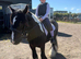 13.2 cob gelding
