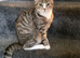 Cat for sale