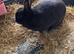 Netherland dwarf girl