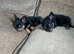 Chihuahua puppy ready for her new home