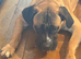 10-Month-Bullmastiff Boy - Looking for a Home