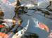 Koi for sale