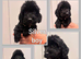 *Show* Cockapoo Ready To Leave Health Tested Pups