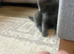 2 beautiful kittens left