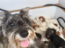 Wowauzer puppies for sale