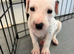 Stunning dalmatian puppys