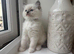 Litter of 6 Pedigree Ragdoll Kittens 11 weeks old