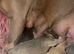 Last blue fawn girl available