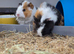 Teddy x texel guinea pigs