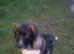 6 months puppy male for sale caucasian shepherd cross german mali