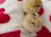 RARE CITRON SILKIE CHICKS AVAILABLE