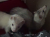Pair of ferret kits