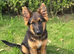 Long haired German shepherd male boy puppy