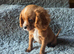 Cavapoo Puppies last boy