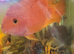 large parrot Oscars fish