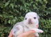 Royal Blue Litter - Exclusive Showline