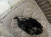 Stunning miniature dachshund