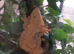 Crested Geckos with bio Terrarium