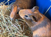 Bonded pair boar baby guinea pigs