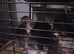 Chinchilla