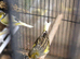 Canary