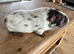 Guinea pigs chocolate Dalmatian girls