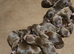 Gorgeous F1 Chocolate Sproodle Puppies