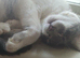 Greek Born Grey Tabby Cat Male Neutered