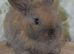 Mini lop X Bunnies
