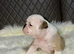 KC Registered English Bulldog Puppies Looking for Loving Homes
