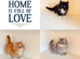 Rare Munchkin Minuet (Persian Munchkin) Kittens