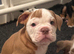 Olde tyme bulldog puppies