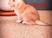 Beautiful fluffy teddy Golden and Silver pointed British Shorthair kittens