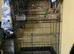 Pair of love birds 7months old