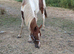 Beautiful gelding