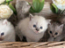 Beautiful cross breed kittens