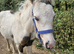 4 month old cob colt