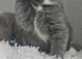 GCCF Registered British Shorthair Kittens
