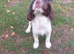 Beautiful English springer spaniels # last boy